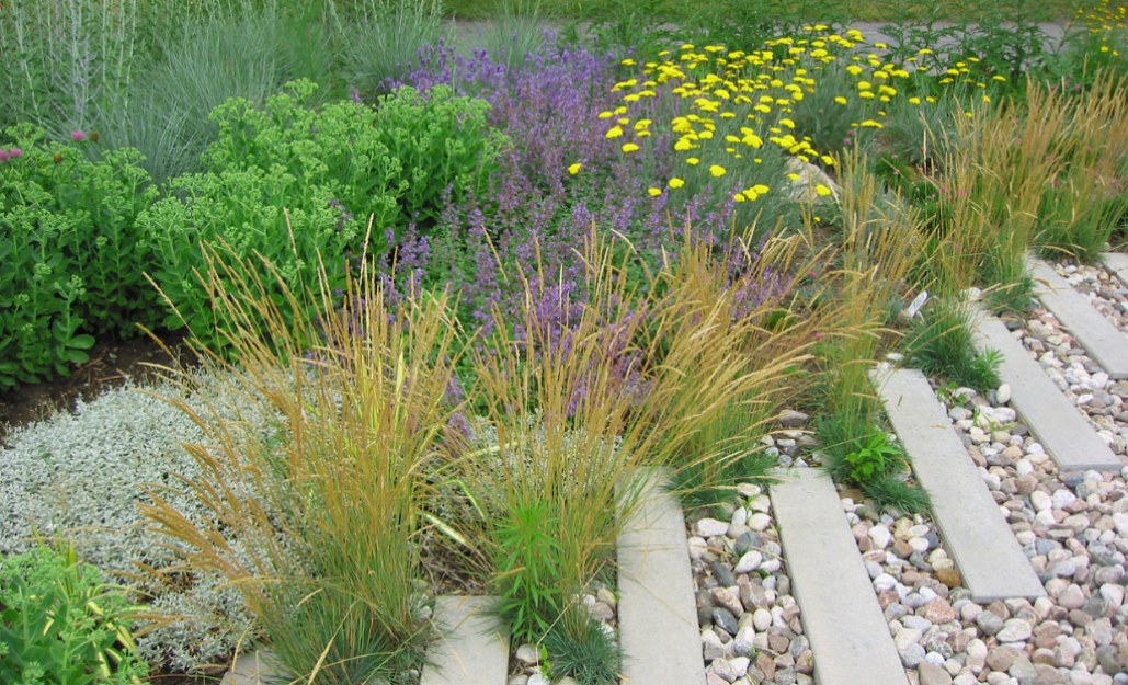 Plantes sans arrosage / Leaderplant